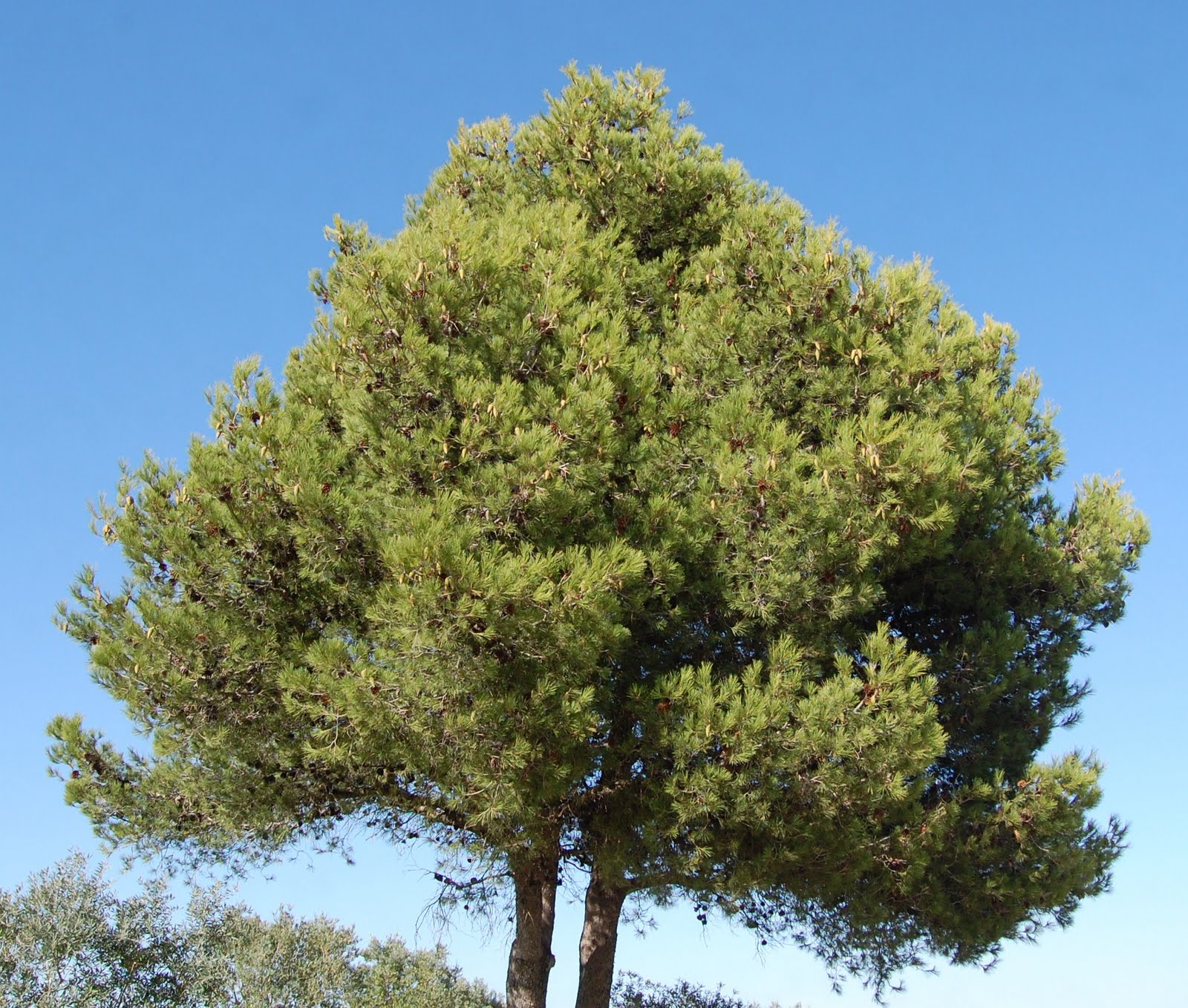 [Pinheiro-de-alepo+(4).JPG]