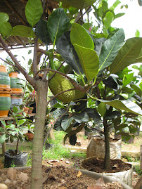 Pohon NangKa Bali