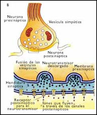 Sinapsis Química