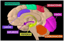 Areas Cerebrales