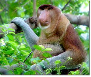 [proboscis-monkey.jpg]