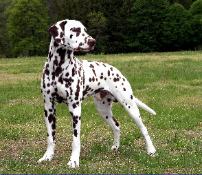 Dalmatian Dog Breed Price In India Dalmatian Dog Breed Price In India