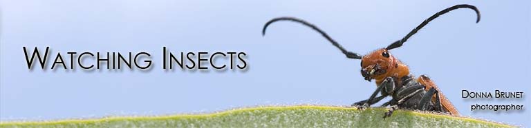 Watching Insects