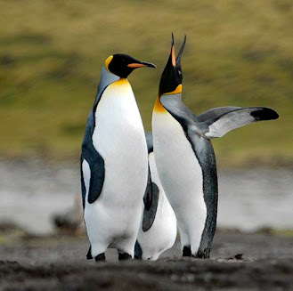 King Penguins