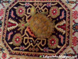 My Res on beautiful Persian Carpet , Iran have the most beautiful carpet in world. My Res love slide on it and see its images.<br />