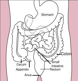 252px-Stomach_colon_rectum_diagram.svg.png