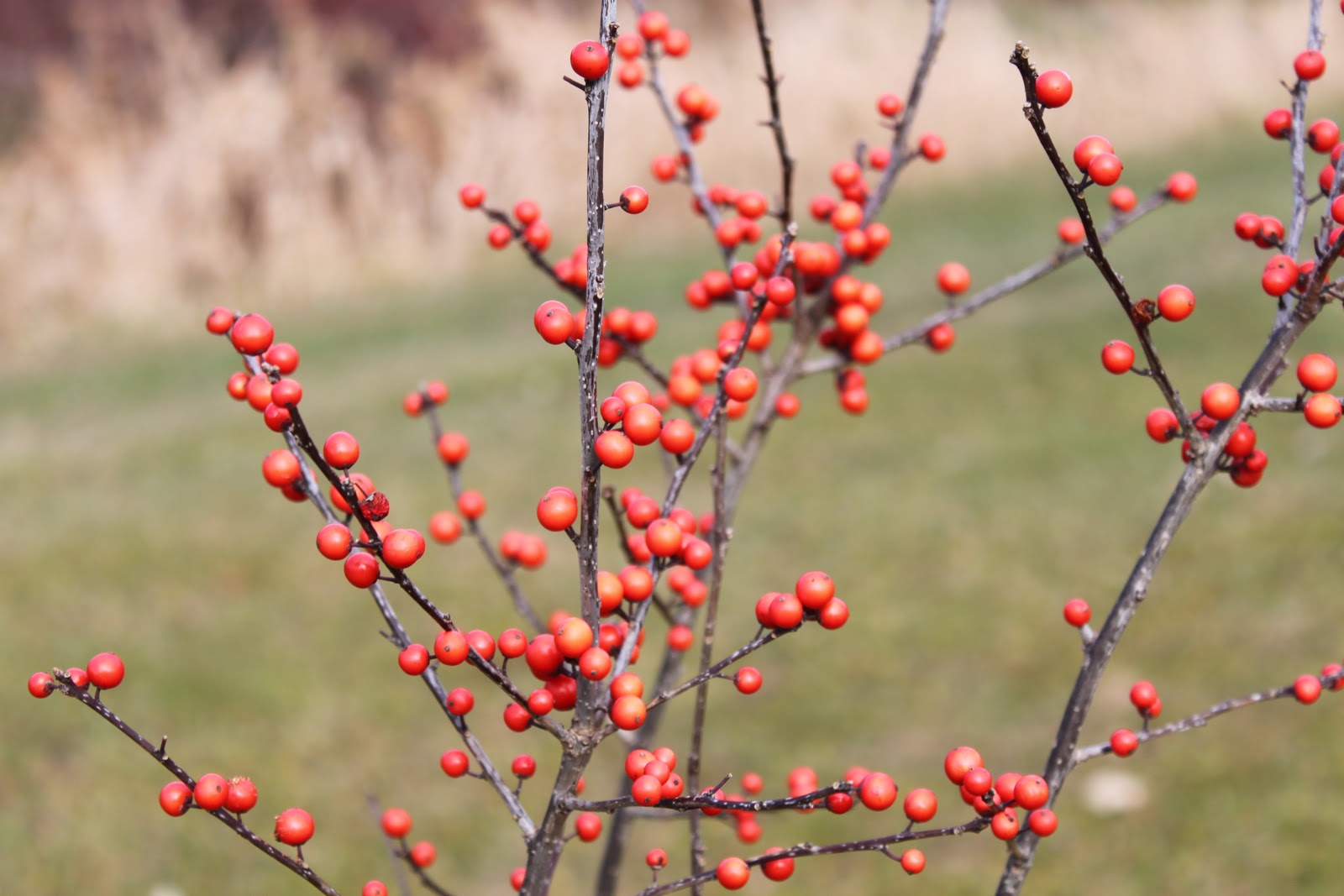 Gardening for Wildlife Berries for Birds