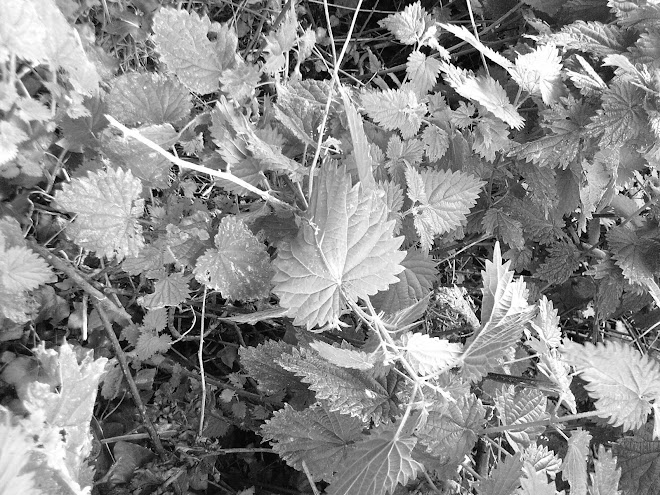 BLACK AND WHITE NETTLES