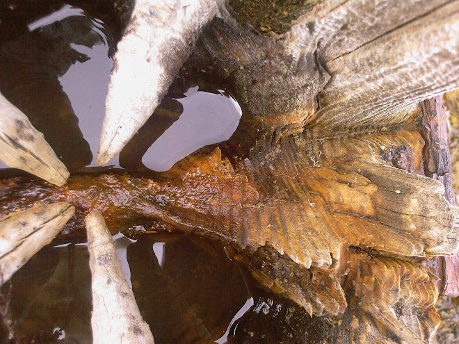 WOOD AND WATER