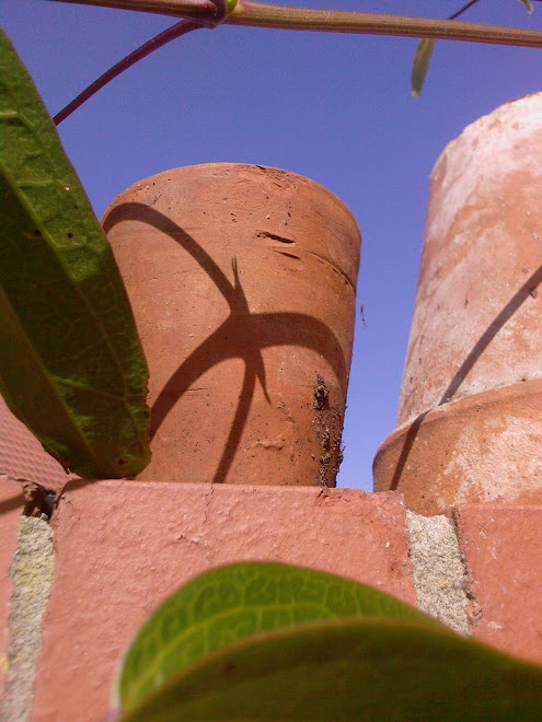 TERRACOTTA POTS WITH CLEMATIS SHADOWS