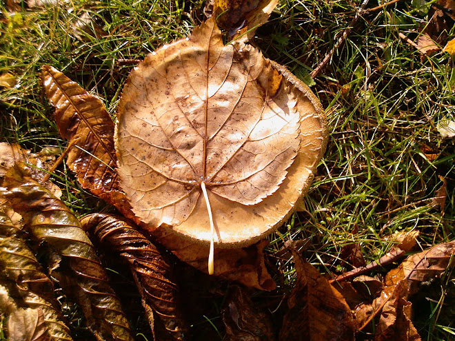 LEAF ON A TOADSTOOL