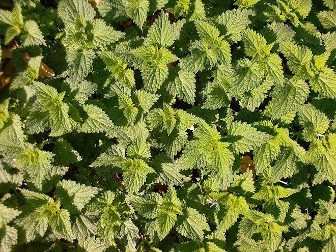 NEW NETTLES IN NOVEMBER