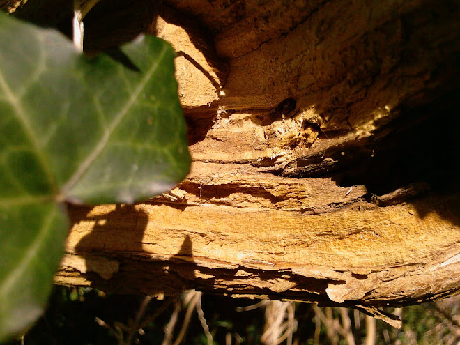 IVY AND SPLIT WOOD