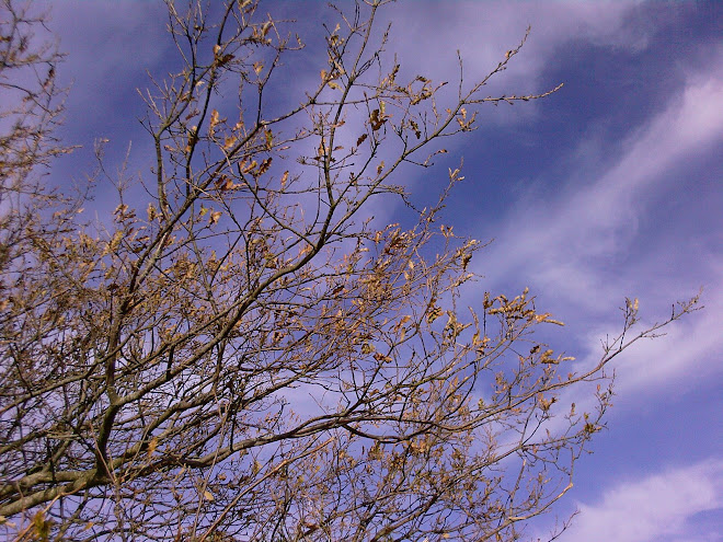AUTUMN BRANCHES AND CLOUD-STREAKED SKY