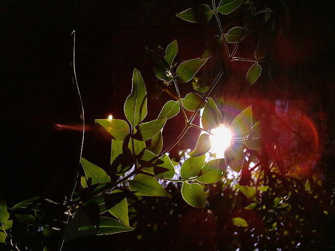 JASMINE IN FRONT OF THE SUN