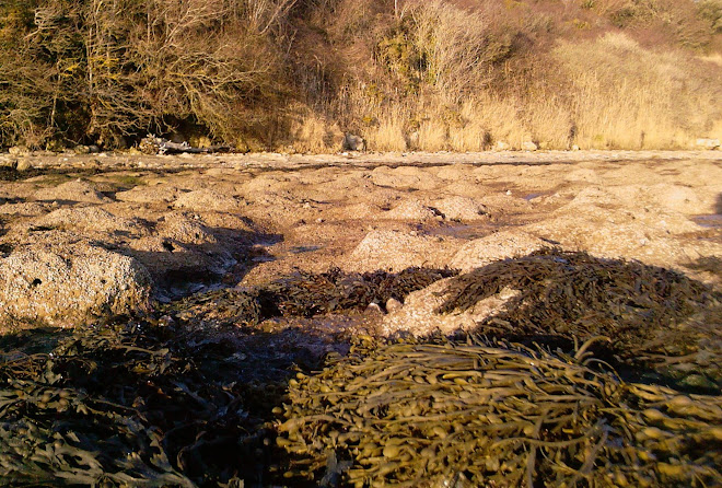 SEA SHORE AND THE CLIFF FOOT