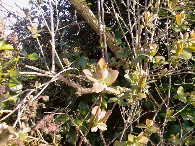 HEDGEROW HONEYSUCKLE AT THE BEGINNING OF MARCH