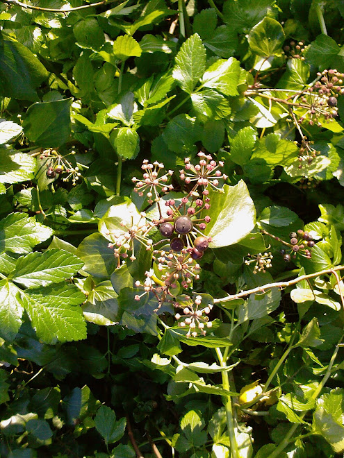 IVY BERRIES IN MARCH