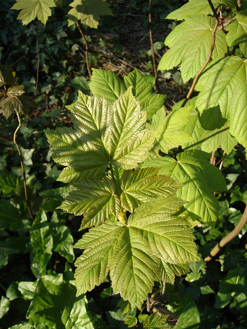 THE START OF A SYCAMORE