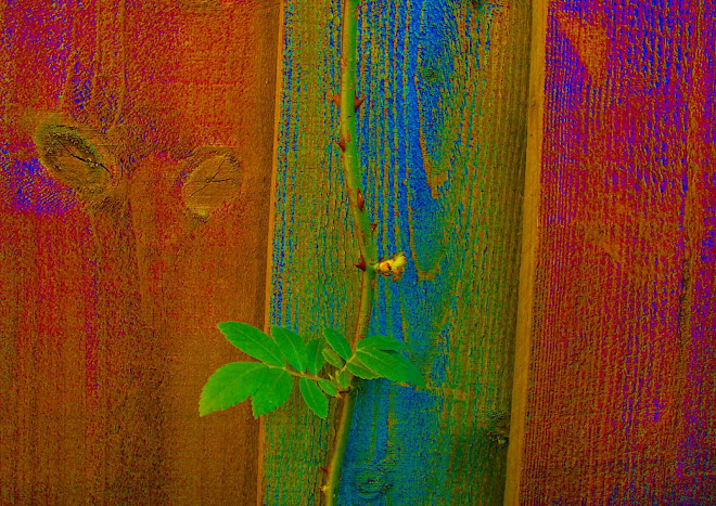 PLAYING WITH COLOUR  -  LEAF AND FENCE