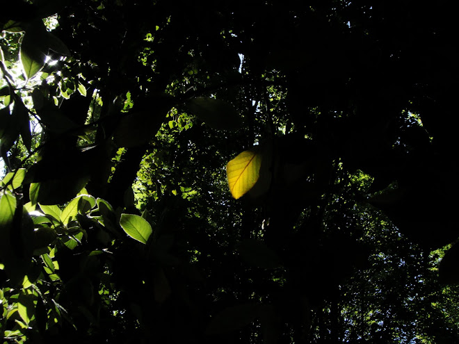 ONE YELLOW LEAF