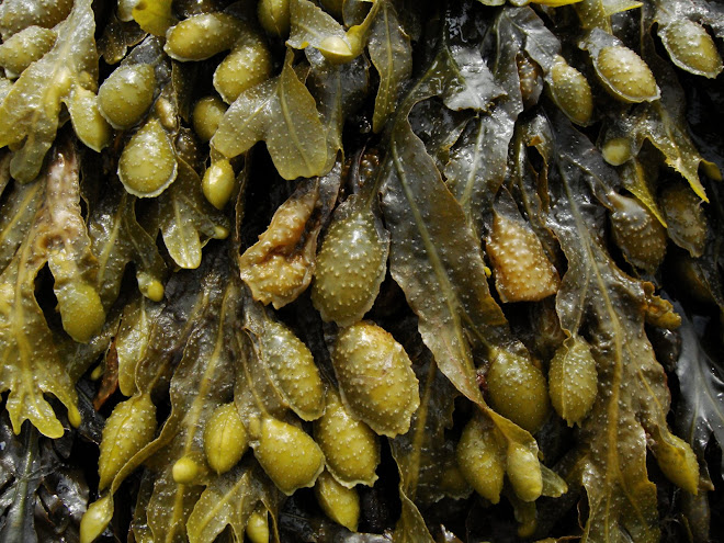 SEAWEED