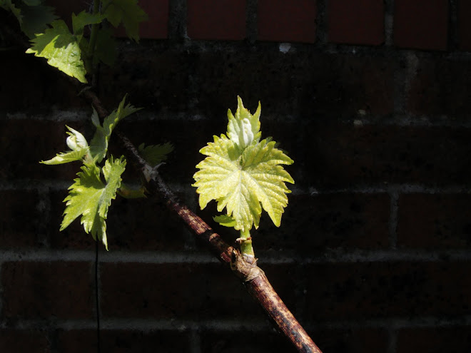 VINE LEAF IN FRONT OF A WALL