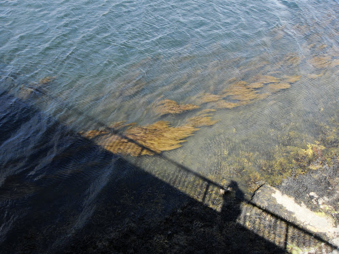 SHADOWS FROM A BRIDGE AND WEED