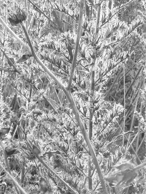 VIPER'S BUGLOSS (AND SOMETHING ELSE) IN EARLY OCTOBER