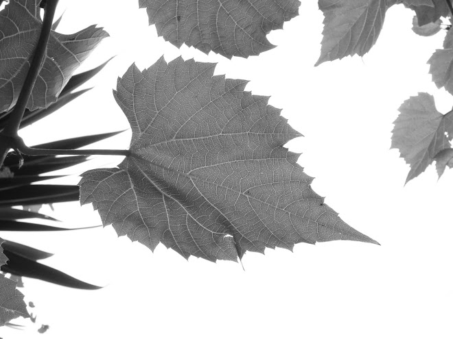 VINE LEAF IN BLACK AND WHITE