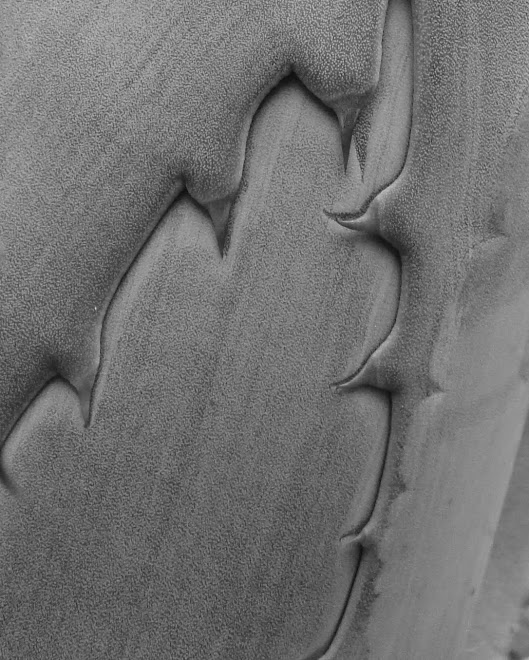AGAVE  -  DETAIL 4