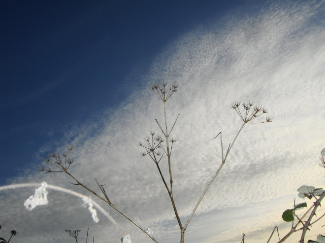 CLOUD AND SEEDHEAD STARS