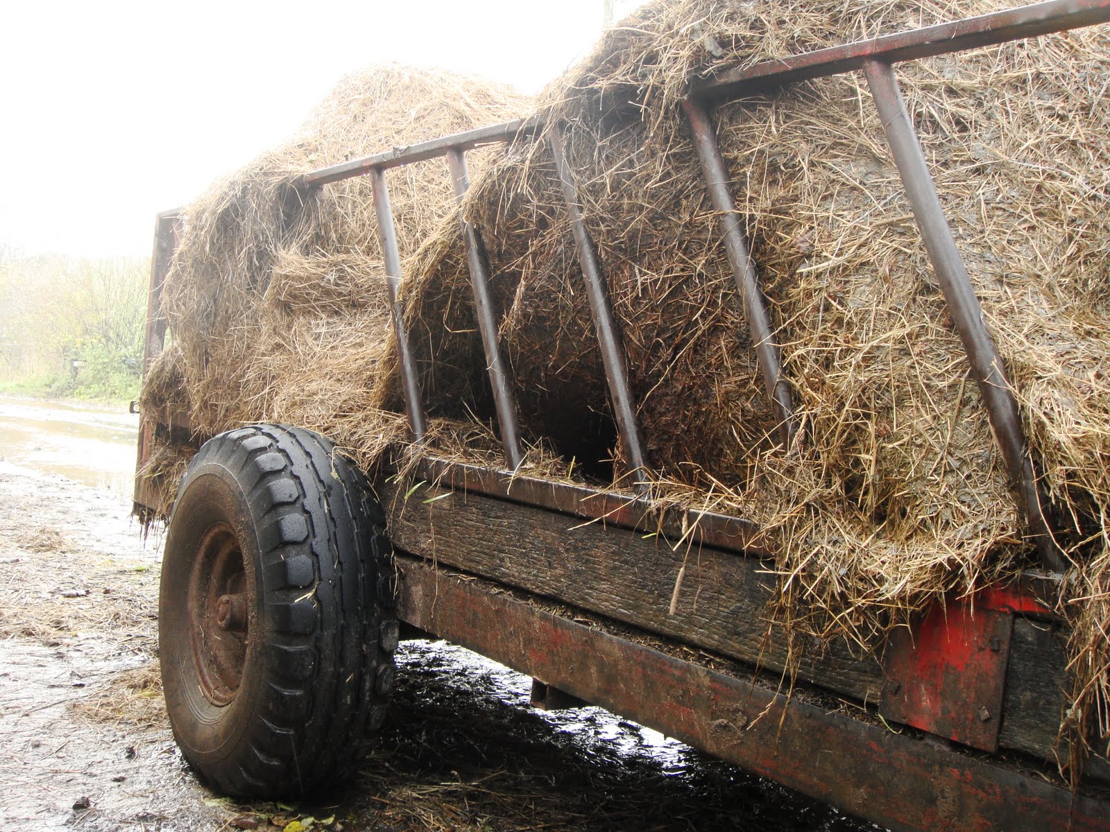 Pictures Just Pictures WET STRAW