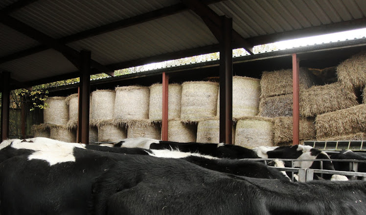 BACKS AND BALES