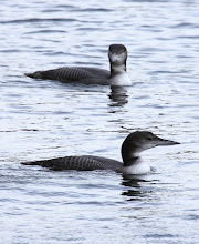 Great Northern Diver