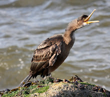 Cormorant