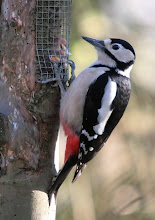 Greater Spotted Woodpecker