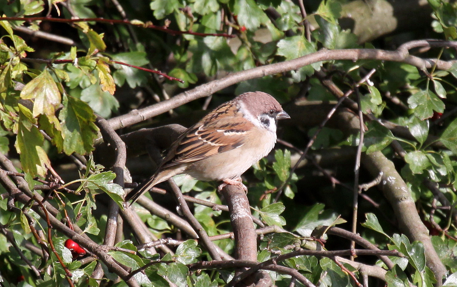 [Tree+Sparrow1.jpg]