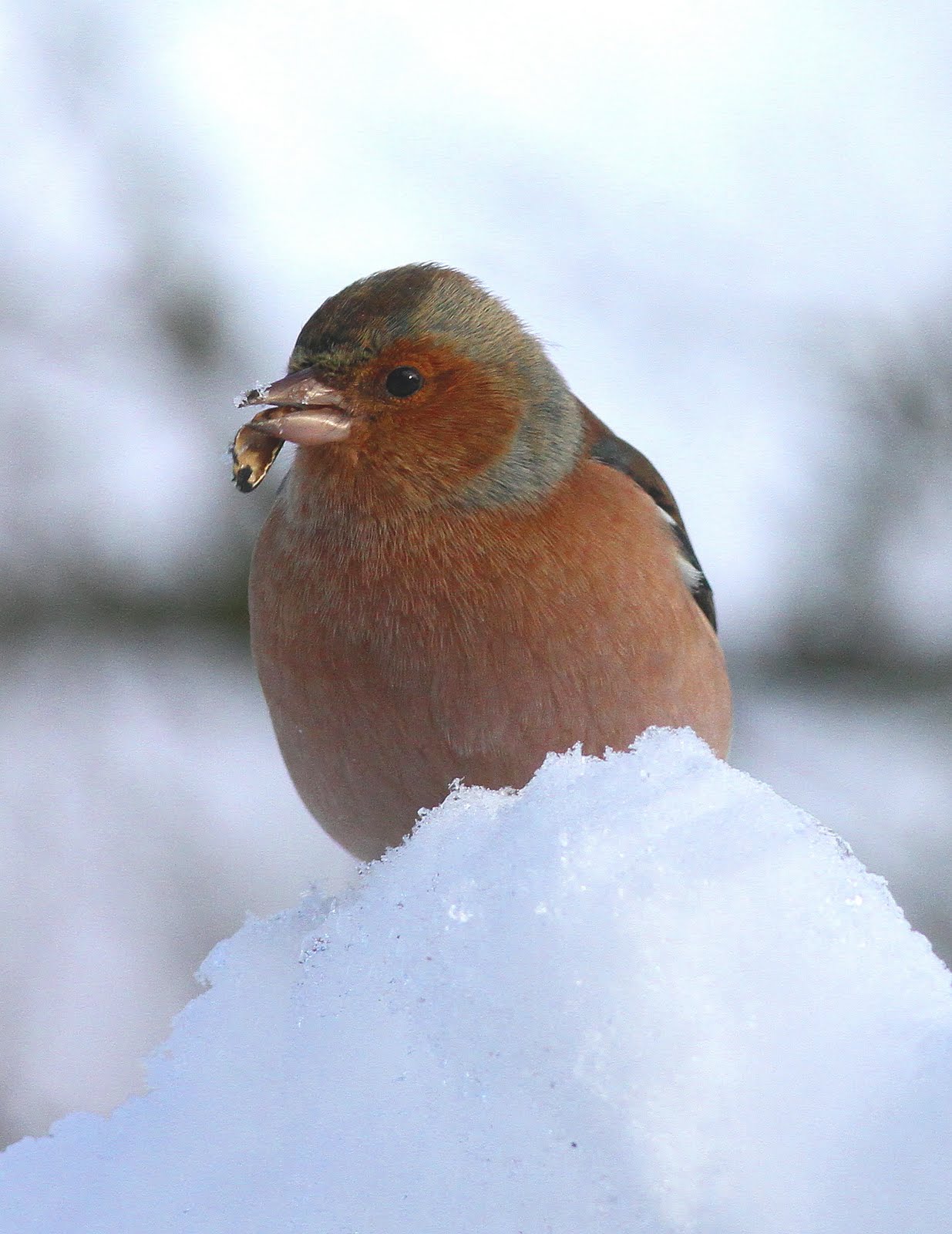 Chaffinch%2Bin%2Bthe%2Bsnow.jpg