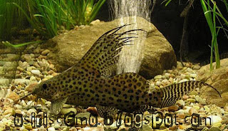 Synodontis nigriventris - Ters Yüzen Çöpçü