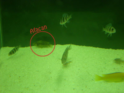 Calvus Calvus