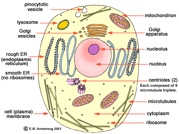 chromosomes in animal cell. how to make a animal cell 3d