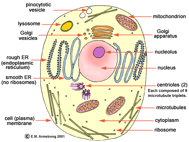 animal cell diagram with labels and functions