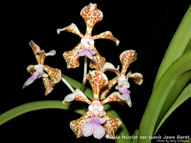 http://2.bp.blogspot.com/_ZvzX7o1KAyQ/TQqX_nt-vII/AAAAAAAAAM4/RLPIiKnlM9E/s1600/Vanda+Tricolor+Var+Suavis+Jabar+01.jpg