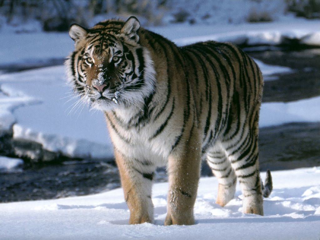 http://2.bp.blogspot.com/_Zw41kxI2akg/TDiddD97rCI/AAAAAAAACkw/NLsLZf8GyLo/s1600/animale_tigru_iarna.jpg