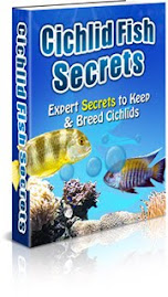 Cichlid Fish Secrets