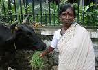 Cow to be fed