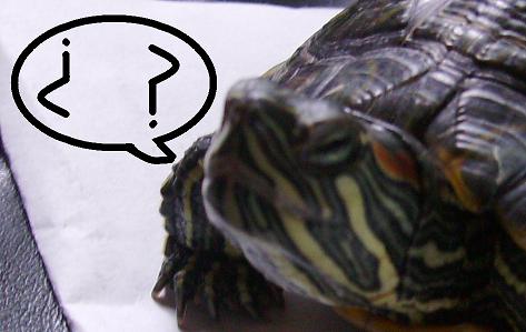 [Pepi+FAQ.JPG]