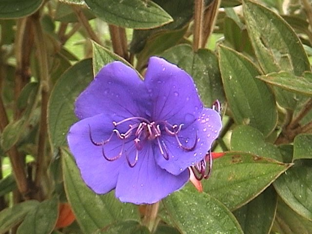 mariasimona en el jardín Sietecueros brasilero Tibouchina urvilleana
