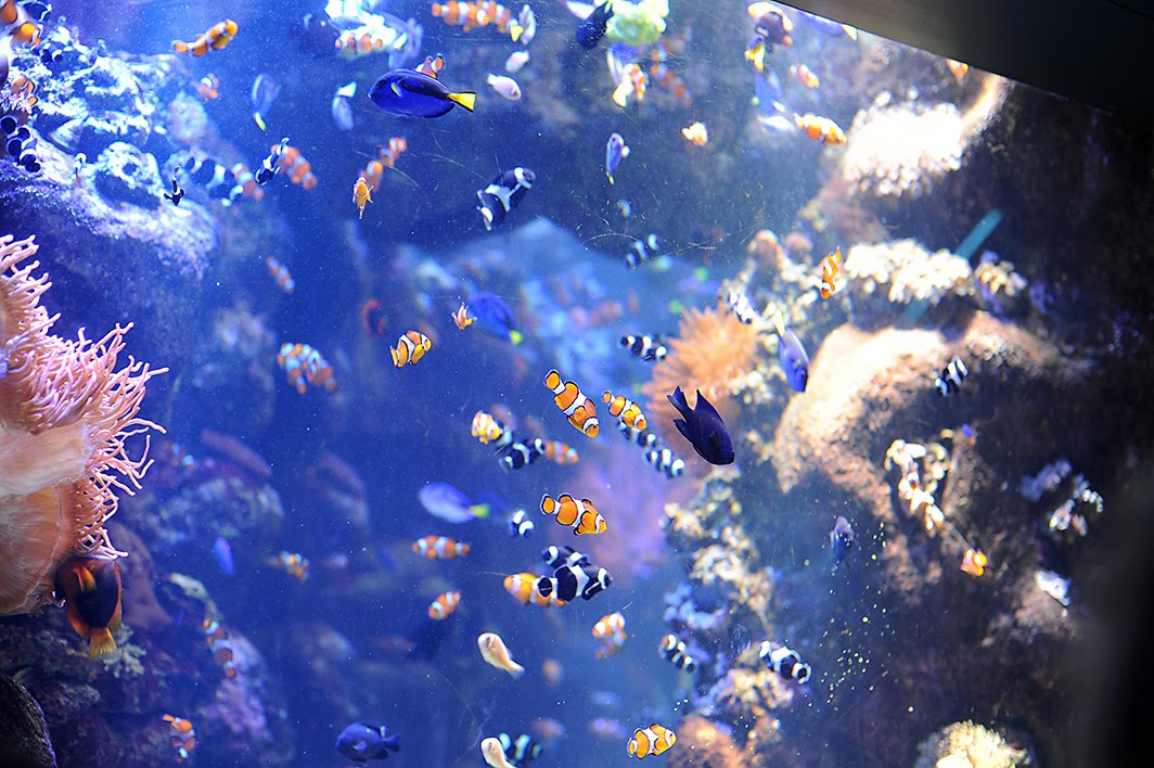 Random Point In Time Long Beach Aquarium of the Pacific Jellyfish